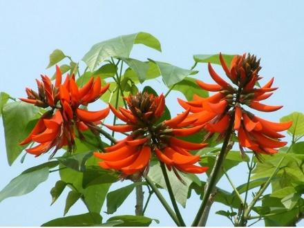 TOP 5 cách chữa mất ngủ từ thảo dược cực kì hiệu quả ảnh 2