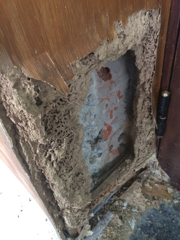 Mối cắn nát nhiều hạng mục của Nhà văn hóa 45 tỷ ảnh 3