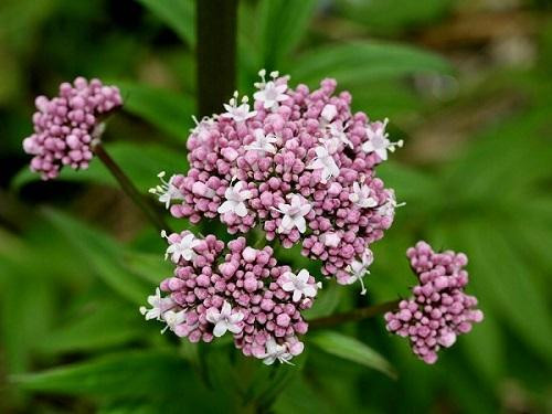 TOP 5 cách chữa mất ngủ từ thảo dược cực kì hiệu quả ảnh 3