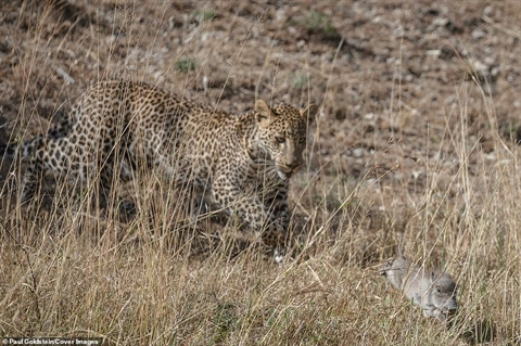 Lợn rừng quyết chiến vẫn bị báo non bắt hết con ảnh 5