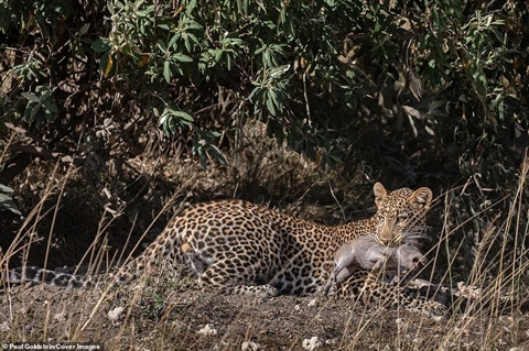 Lợn rừng quyết chiến vẫn bị báo non bắt hết con ảnh 6