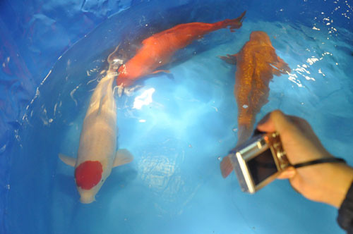3 con cá Koi 