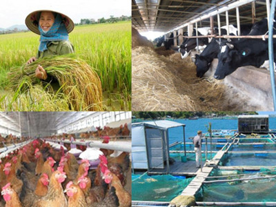 Trồng trọt, chăn nuôi và thủy sản là ba lĩnh vực được bảo hiển nông nghiệp (Ảnh minh họa)