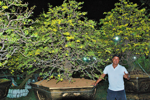 Sững sờ trước những cây mai tiền tỷ tại chợ hoa đêm ảnh 1