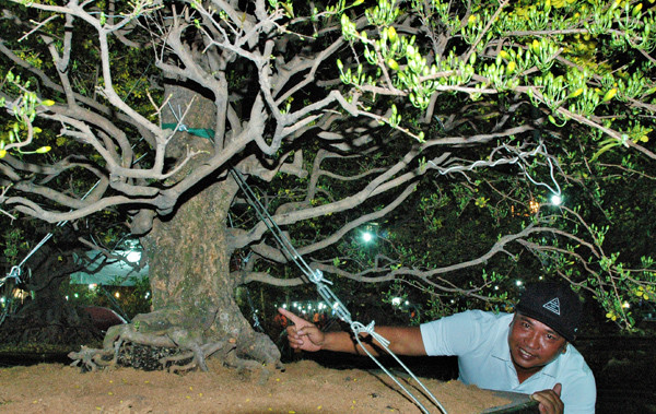 Sững sờ trước những cây mai tiền tỷ tại chợ hoa đêm ảnh 2