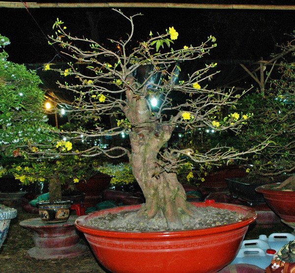 Sững sờ trước những cây mai tiền tỷ tại chợ hoa đêm ảnh 5