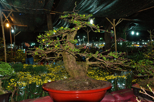 Sững sờ trước những cây mai tiền tỷ tại chợ hoa đêm ảnh 4