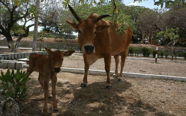 Mẹ bò đưa con bê đi dạo trong trận địa