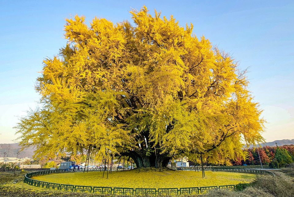 Cây bạch quả 800 năm ở làng Bangye-ri, Hàn Quốc. Cây bạch quả 800 năm ở làng Bangye-ri, Hàn Quốc.