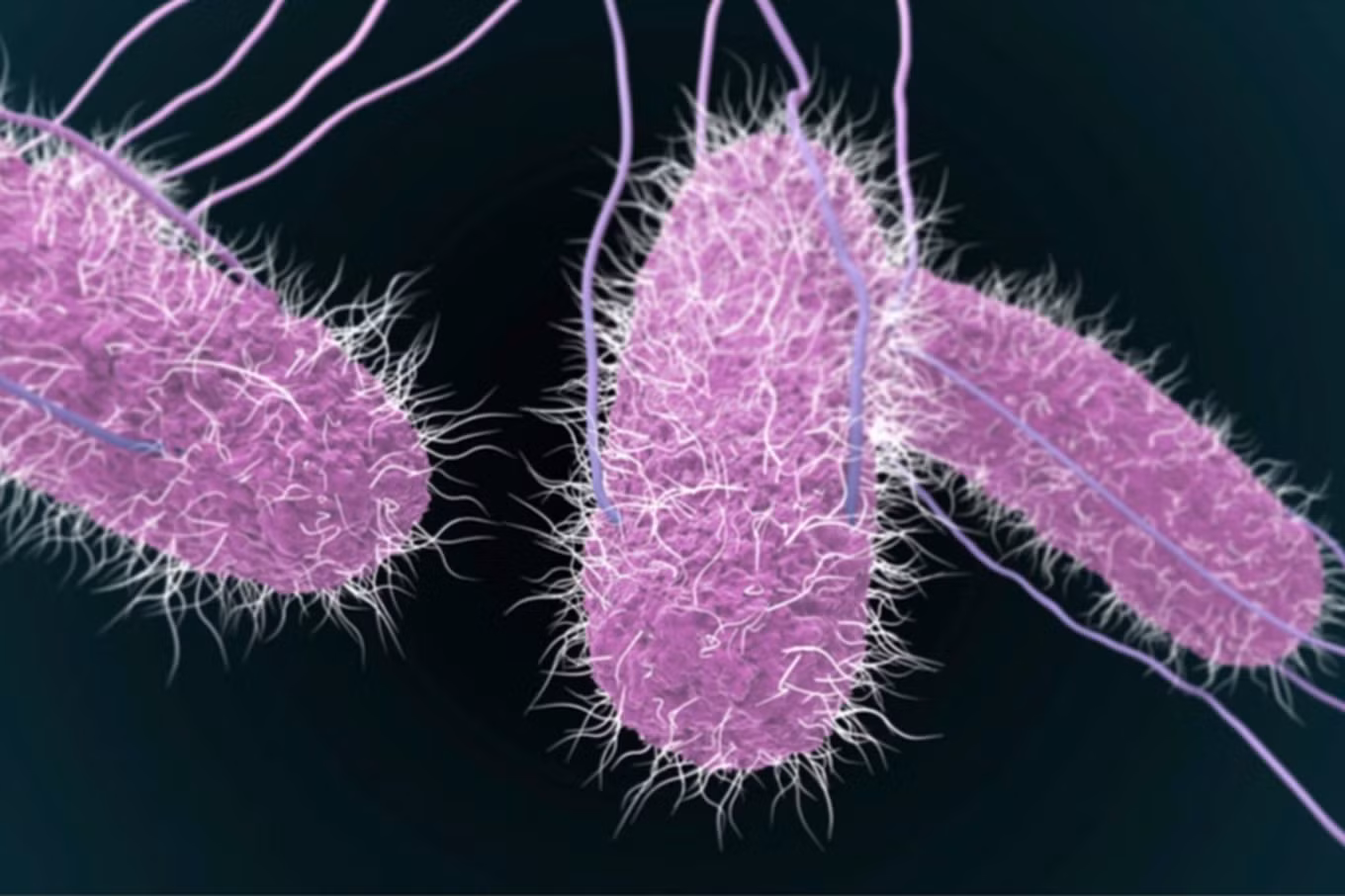 Hai trẻ ngộ độc trong vụ việc trên được phát hiện vi khuẩn Salmonella khi soi cấy phân (Ảnh: SYT). Hai trẻ ngộ độc trong vụ việc trên được phát hiện vi khuẩn Salmonella khi soi cấy phân (Ảnh: SYT).