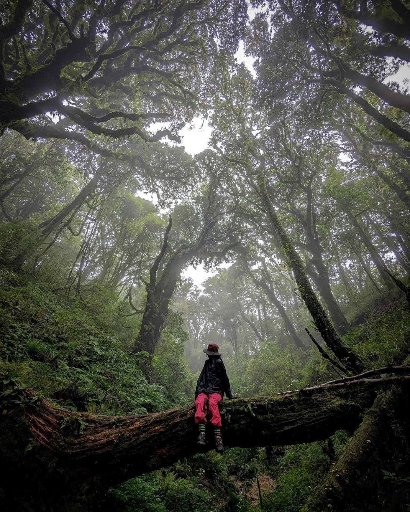 Khám phá rừng nguyên sinh ở Tây Công Lĩnh. Ảnh: Trần Nguyên Minh Hạnh.