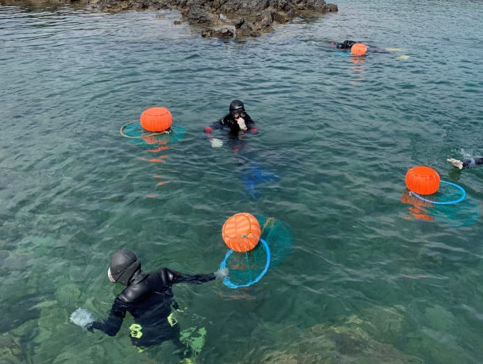 Các hải nữ có thể lặn sâu tới 8 mét bằng cách nín thở. Các hải nữ có thể lặn sâu tới 8 mét bằng cách nín thở.