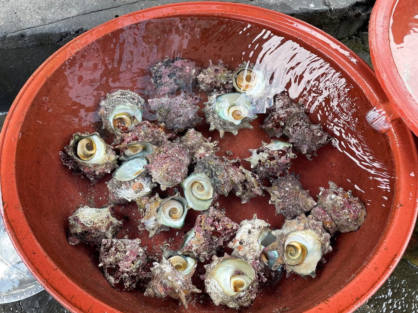 Ốc xà cừ do hải nữ thu hoạch được. Ốc xà cừ do hải nữ thu hoạch được.