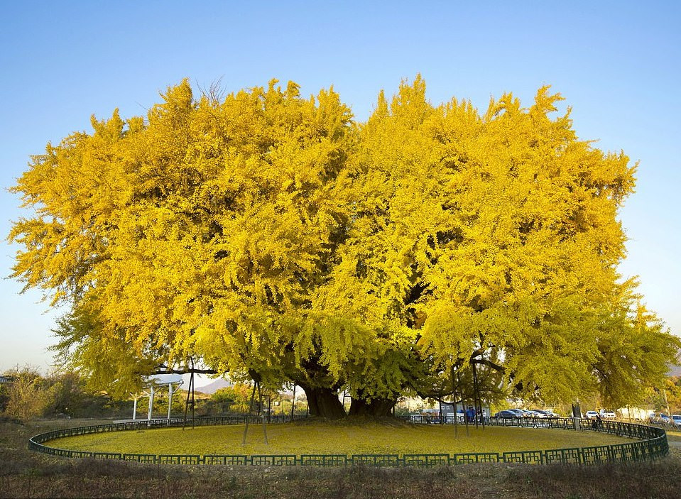 Trung bình có 4.000 khách du lịch đến thăm cây mỗi ngày vào mùa lá vàng. Trung bình có 4.000 khách du lịch đến thăm cây mỗi ngày vào mùa lá vàng.