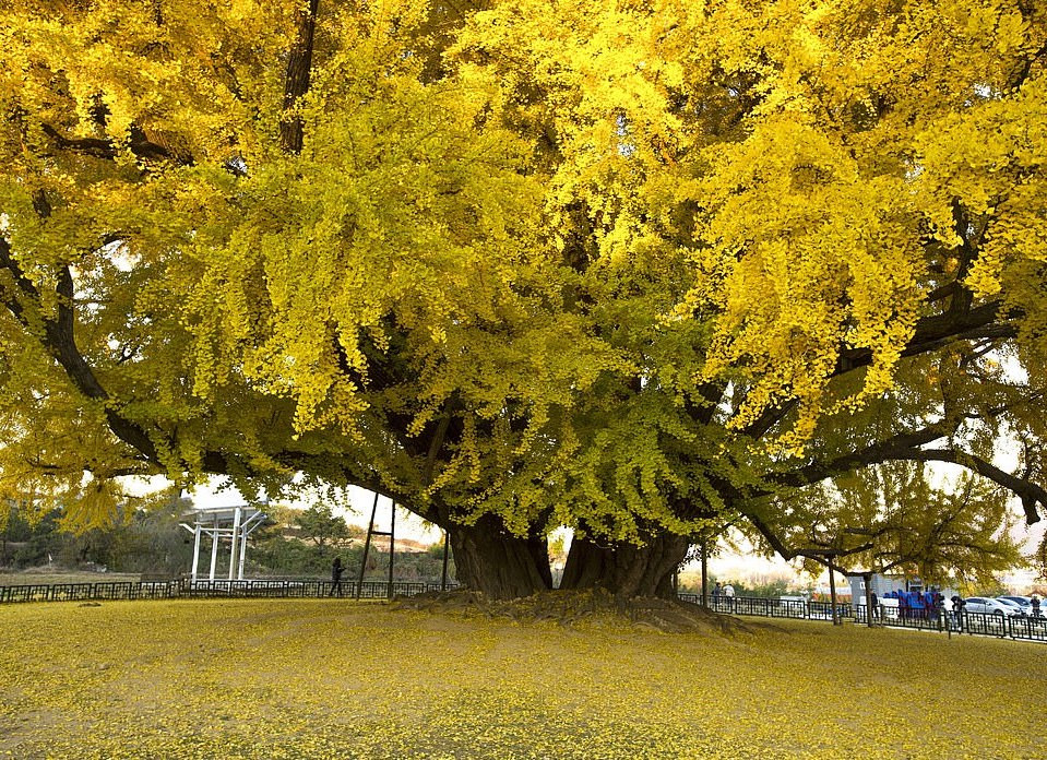 Do đã tồn tại từ lâu, cây bạch quả gắn liền với nhiều truyền thuyết của người dân làng Bangye-ri. Do đã tồn tại từ lâu, cây bạch quả gắn liền với nhiều truyền thuyết của người dân làng Bangye-ri.