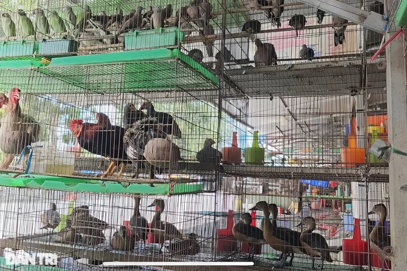 Số lượng chim được trưng bày tại chợ Thạnh Hóa hiện đã giảm so với nhiều năm trước (Ảnh: Bảo Trân). Số lượng chim được trưng bày tại chợ Thạnh Hóa hiện đã giảm so với nhiều năm trước (Ảnh: Bảo Trân).