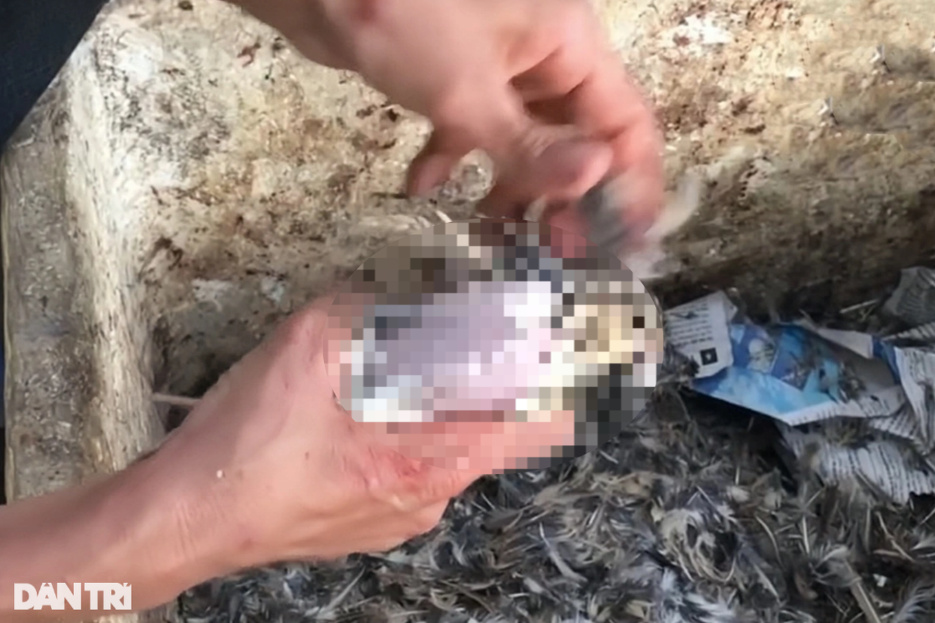 Công đoạn giết, làm thịt chim trời được tiểu thương thực hiện ngay tại sạp (Ảnh: Bảo Trân). Công đoạn giết, làm thịt chim trời được tiểu thương thực hiện ngay tại sạp (Ảnh: Bảo Trân).