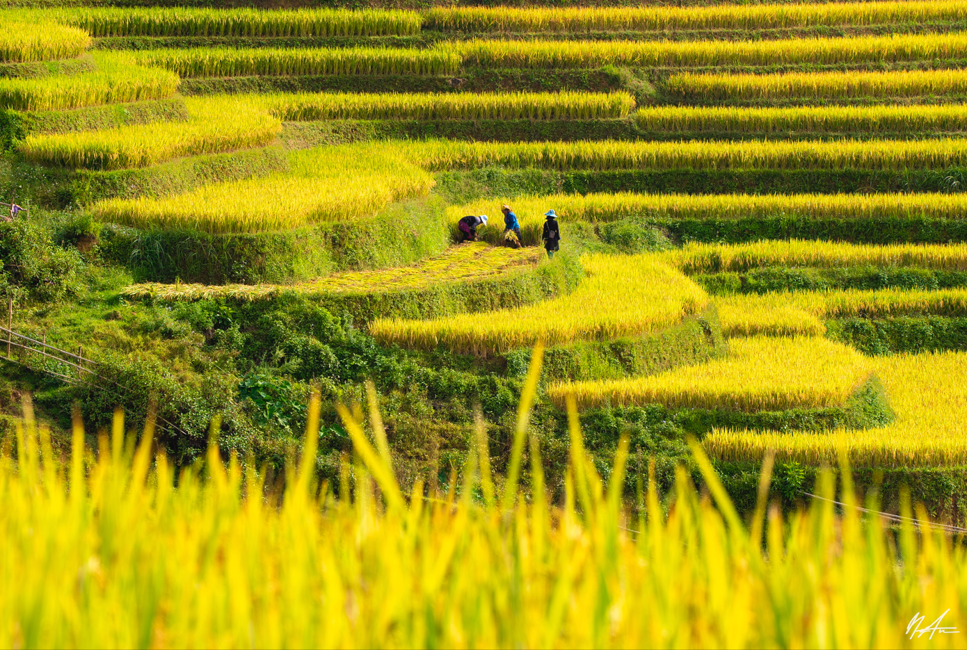 Du khách được ngắm nhìn quang cảnh lao động hăng say của người dân bản địa (Ảnh: Tuấn Anh).