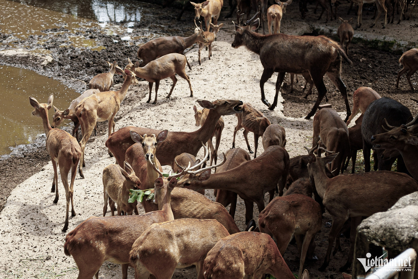 Theo bà Vũ Thị Hương Giang - Giám đốc Công ty Thảo Cầm Viên Sài Gòn, đơn vị hoạt động "vì mục đích không lợi nhuận”. Chức năng chính của công ty là quản lý, chăm sóc vườn thú với hơn 4.000 cá thể động vật và thực vật với nhiều loại quý hiếm, có nguy cơ tuyệt chủng.