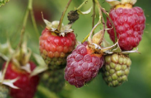 Quả mâm xôi. Ảnh: Daily Record