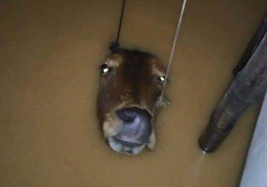 Báo Tiền Phong kêu gọi ủng hộ đồng bào bị lũ lụt ảnh 4