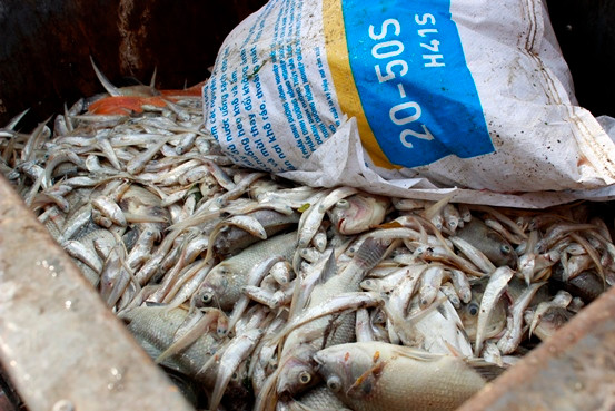 Cá chép 5-6 kg chết nổi trắng hồ Tây ảnh 14