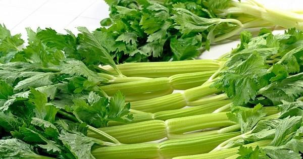 Trong rau cần tây chứa nhiều chất xơ