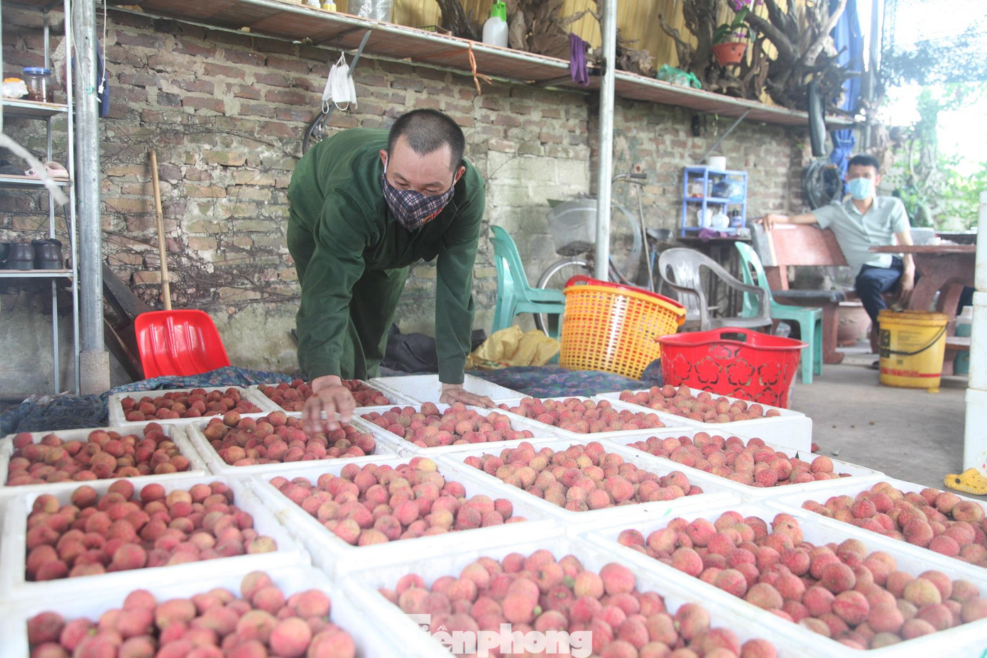 Vải thiều Bắc Giang xuất khẩu sang nhiều thị trường khó tính trên thế giới