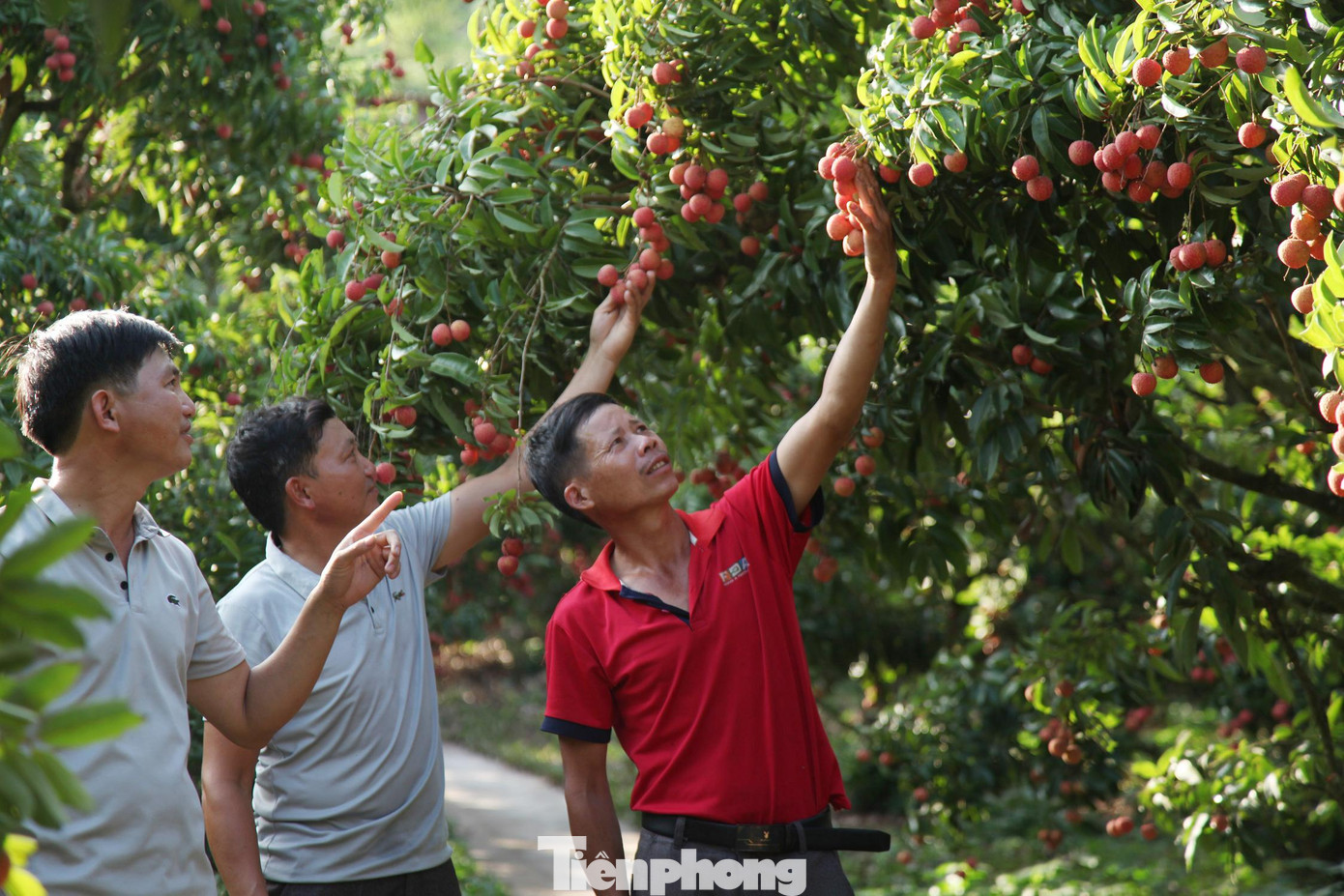 Người trồng vải ở tỉnh Bắc Giang phấn khởi trước việc vải thiều đang tiêu thụ thuận lợi