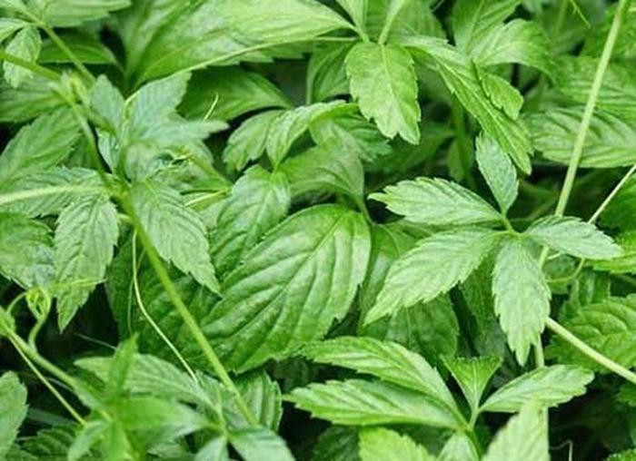 Hoạt chất Phanoside trị tiểu đường cực hiệu quả trong Giảo cổ lam được phát hiện