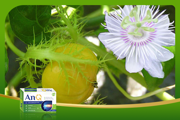 Lạc tiên giúp trấn an tinh thần, giảm lo lắng, cải thiện mất ngủ