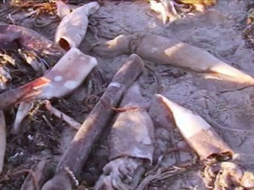 Mực lao vào bờ chết hàng loạt