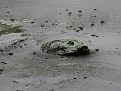 Rùa hồ Gươm được dư luận quan tâm Ảnh: Xuân Phú