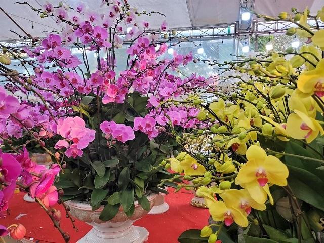 Những loại hoa màu sắc bắt mắt, ý nghĩa phong thủy tốt đẹp mang lại may mắn cho năm mới Những loại hoa màu sắc bắt mắt, ý nghĩa phong thủy tốt đẹp mang lại may mắn cho năm mới