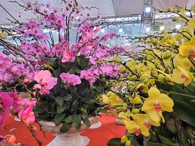 Những loại hoa màu sắc bắt mắt, ý nghĩa phong thủy tốt đẹp mang lại may mắn cho năm mới Những loại hoa màu sắc bắt mắt, ý nghĩa phong thủy tốt đẹp mang lại may mắn cho năm mới