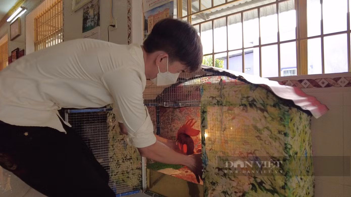 Tối đến, gia chủ cho "con gà khỏa thân ngủ mùng, có lắp đèn sưởi"...Ảnh: Bảo Phong. Tối đến, gia chủ cho "con gà khỏa thân ngủ mùng, có lắp đèn sưởi"...Ảnh: Bảo Phong.