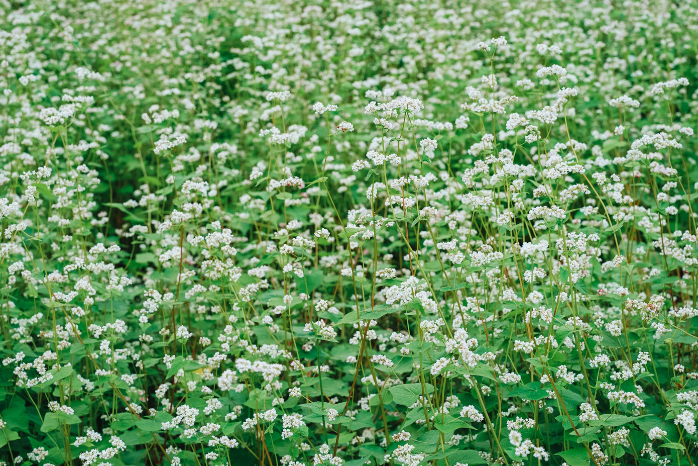 Đặc biệt ở đây còn trồng cả hoa tam giác mạch, loài hoa đặc trưng của vùng rừng núi Tây Bắc. Nơi đây chắc chắn sẽ là địa điểm mà những người mê chụp ảnh không thể bỏ qua.