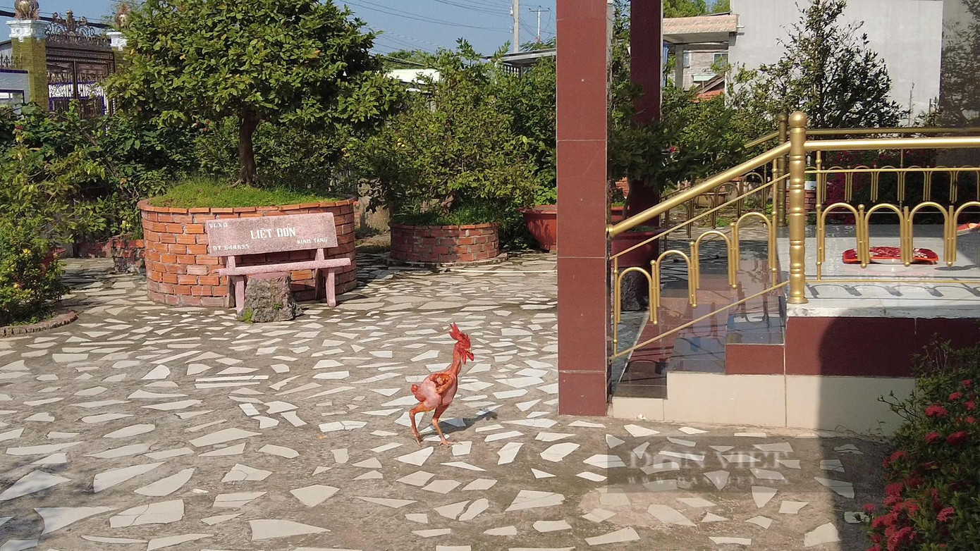 Ngộ nghĩnh "con gà khỏa thân" có nguồn gốc từ Peru đang được 8X Trương Hải Phong nuôi ở cồn Tân Lộc, quận Thốt Nốt, TP Cần Thơ. Con gà ngày thì ăn sầu riêng, căn cơm, ăn cá, ra sân tắm nắng, vào nhà chơi trên long sàng đồ cổ...Ảnh: Bảo Phong.