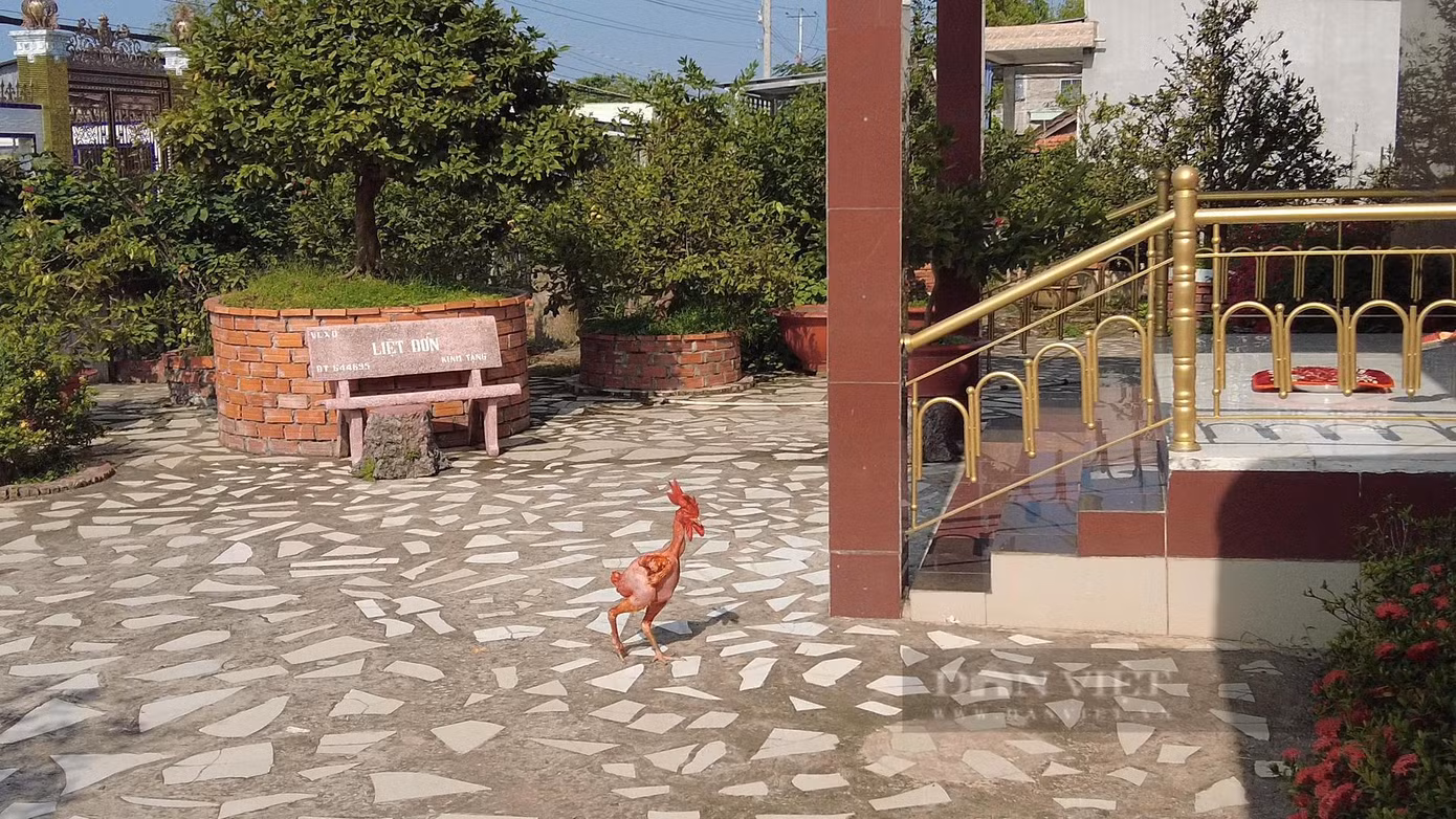 Ngộ nghĩnh "con gà khỏa thân" có nguồn gốc từ Peru đang được 8X Trương Hải Phong nuôi ở cồn Tân Lộc, quận Thốt Nốt, TP Cần Thơ. Con gà ngày thì ăn sầu riêng, căn cơm, ăn cá, ra sân tắm nắng, vào nhà chơi trên long sàng đồ cổ...Ảnh: Bảo Phong. Ngộ nghĩnh "con gà khỏa thân" có nguồn gốc từ Peru đang được 8X Trương Hải Phong nuôi ở cồn Tân Lộc, quận Thốt Nốt, TP Cần Thơ. Con gà ngày thì ăn sầu riêng, căn cơm, ăn cá, ra sân tắm nắng, vào nhà chơi trên long sàng đồ cổ...Ảnh: Bảo Phong.