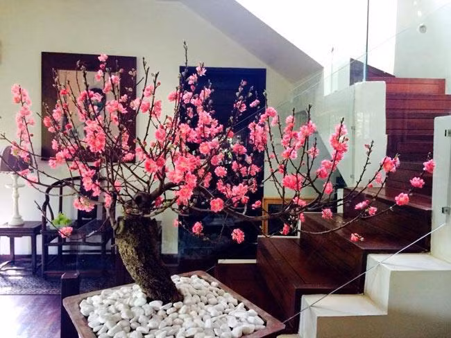 Chọn cây, hoa có kích thước hài hòa với không gian và đặt ở vị trí phù hợp Chọn cây, hoa có kích thước hài hòa với không gian và đặt ở vị trí phù hợp