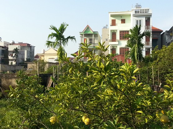 Nhiều diện tích trên cánh đồng bưởi Diễn Văn Trì dần được thay thế bằng những ngôi nhà cao tầng để cho thuê. . Nhiều diện tích trên cánh đồng bưởi Diễn Văn Trì dần được thay thế bằng những ngôi nhà cao tầng để cho thuê.