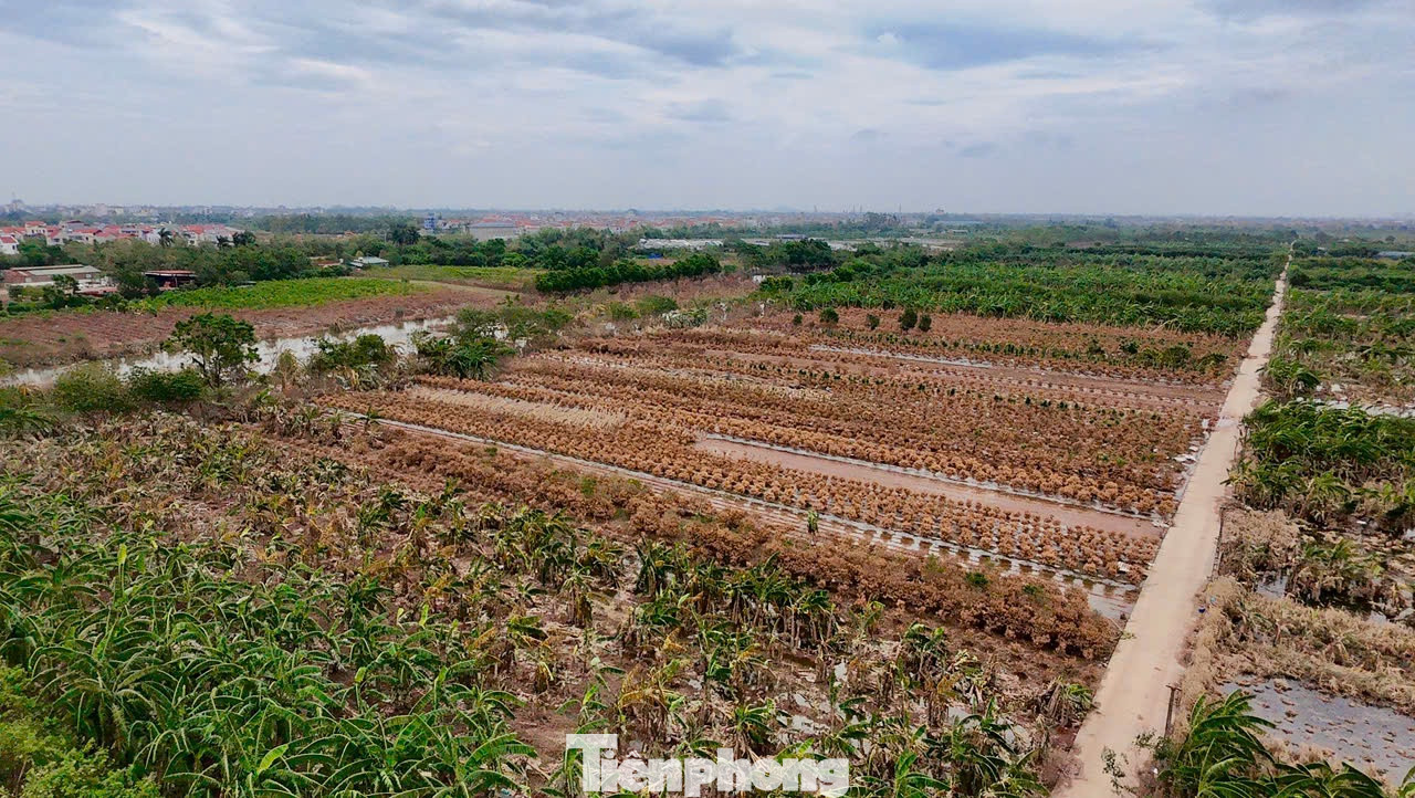 Sau bão số 3, nhiều gia đình trồng quất trong khu Bãi Già, xã Tàm Xá, huyện Đông Anh cũng chịu thiệt hại nặng nề.