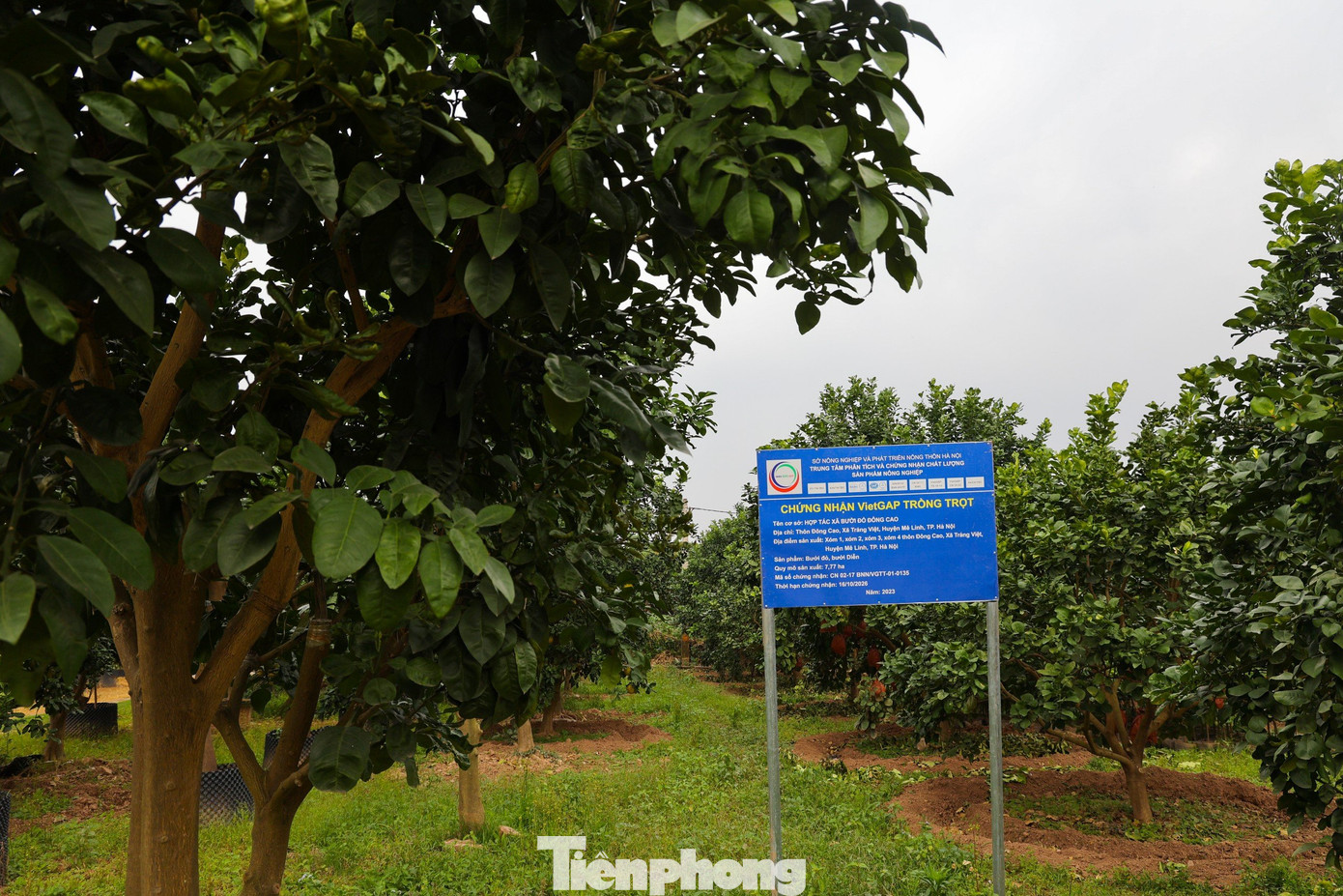 Bưởi đỏ Đông Cao được tiêu thụ ở hầu khắp các tỉnh thành trên cả nước.