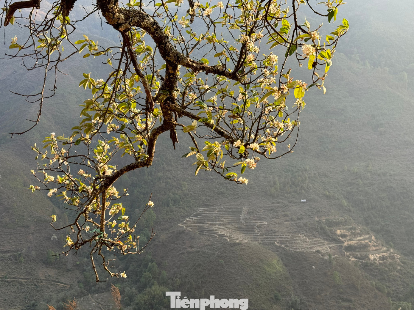 Hoa sơn tra có 5 cánh, nhuỵ vàng, dễ dàng sinh trưởng trên nền đất cằn cỗi. Bởi chịu được sương gió, mưa dầm, loài cây này thậm chí còn mang biểu tượng cho sức sống bền bỉ, kiên cường của vùng cao Tây Bắc.