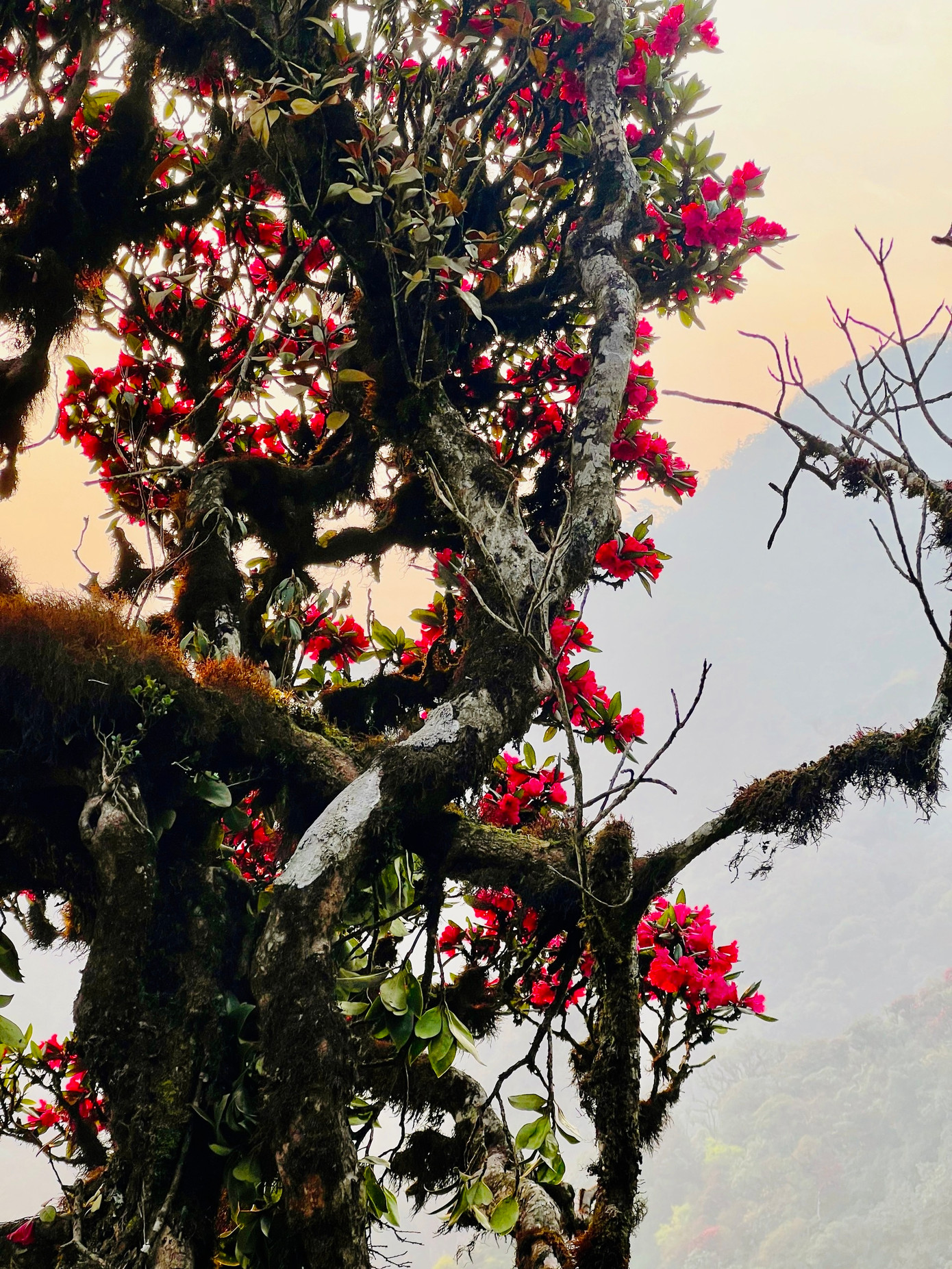 Tùy theo từng mùa, vẻ đẹp của cung trekking này cũng có sự biến đổi diệu kỳ. Nếu du khách đến Sa Mu – U Bò vào tháng ba, tháng tư sẽ may mắn được chiêm ngưỡng loài hoa đỗ quyên bung nở rực rỡ giữa sắc xanh núi rừng, cùng biển mây trắng bồng bềnh như lạc vào chốn thần tiên.