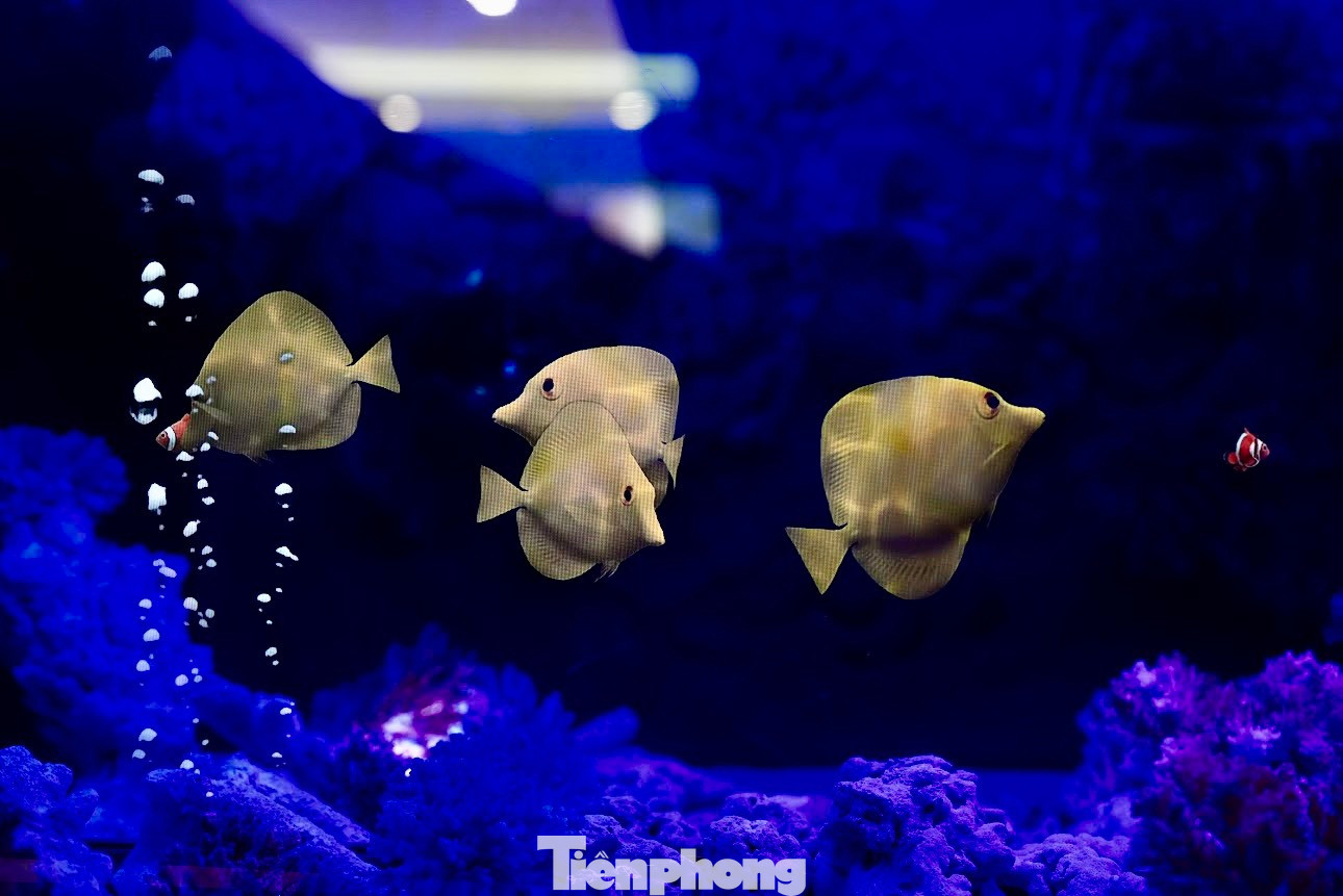 Mặc dù không có nước nhưng người xem cũng cảm nhận được hình ảnh sinh động về các sinh vật dưới đại dương.