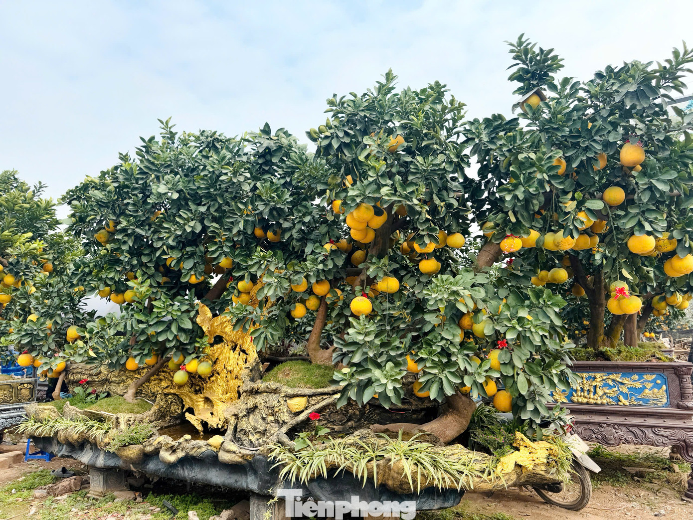 Anh Lý Văn Đôi (Văn Giang, Hưng Yên) đã đúc chậu bưởi bằng xi măng, sau đó tạo hình trông giống chiếc phi thuyền. Sản phẩm được chủ nhà vườn rao bán với giá từ 160- 200 triệu đồng.