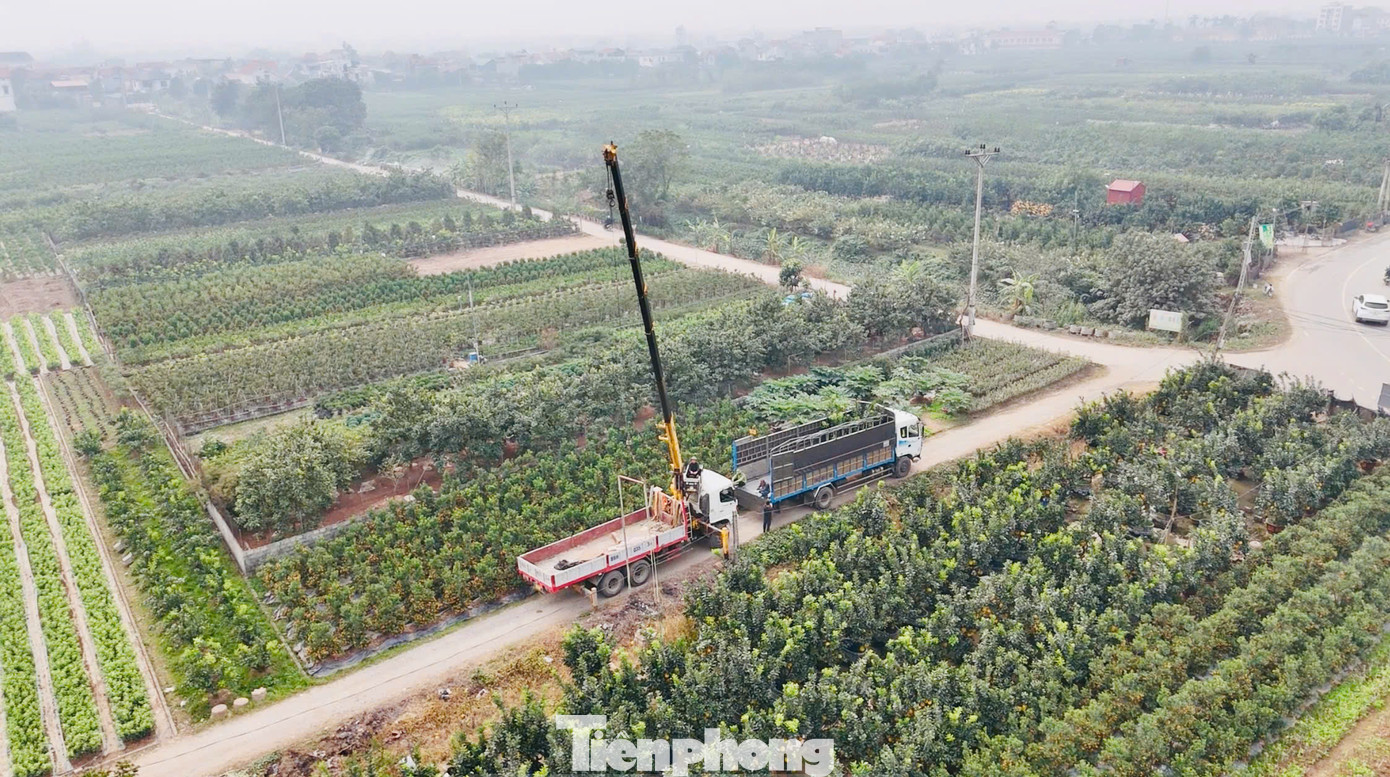 Một số nhà vườn tại xã Liên Nghĩa (huyện Văn Giang, Hưng Yên) đã tạo dáng những chiếc chậu bưởi khổng lồ, nhiều hình thù để chuẩn bị chào bán dịp Tết Nguyên đán Ất Tỵ.