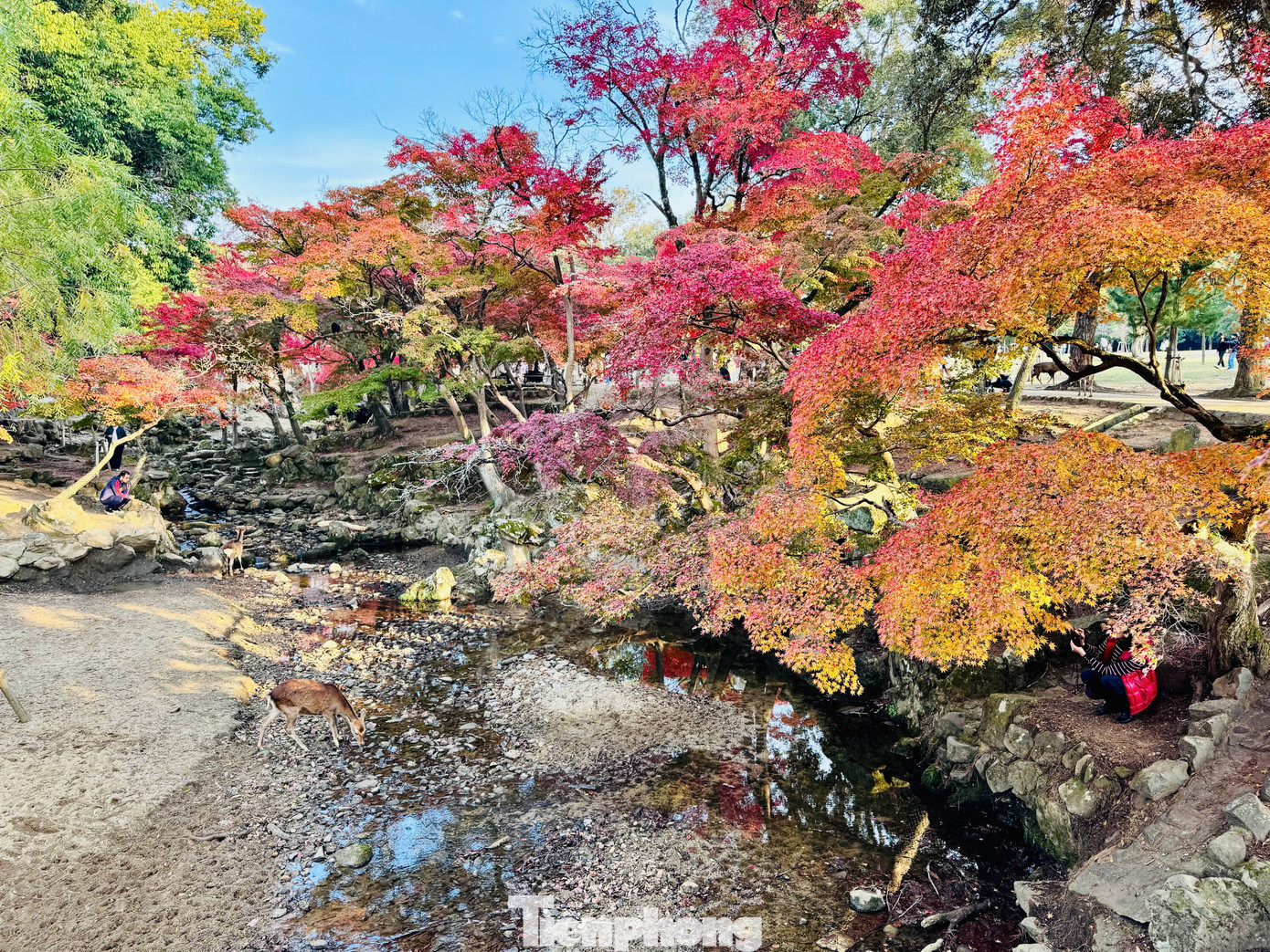 Công viên Nara tọa lạc tại trung tâm thành phố Nara, tỉnh Nara (Nhật Bản), là một trong những công viên lâu đời nhất của Nhật Bản. Được thành lập vào năm 1880, công viên trải dài trên diện tích 660 ha gắn liền với nhiều công trình nổi tiếng của địa phương, như: Chùa Todaiji, Đền Kasuga Taisha, Đền Kofukuji, Bảo tàng quốc gia Nara, Núi Wakakusa, Hồ Sagi-ike...
