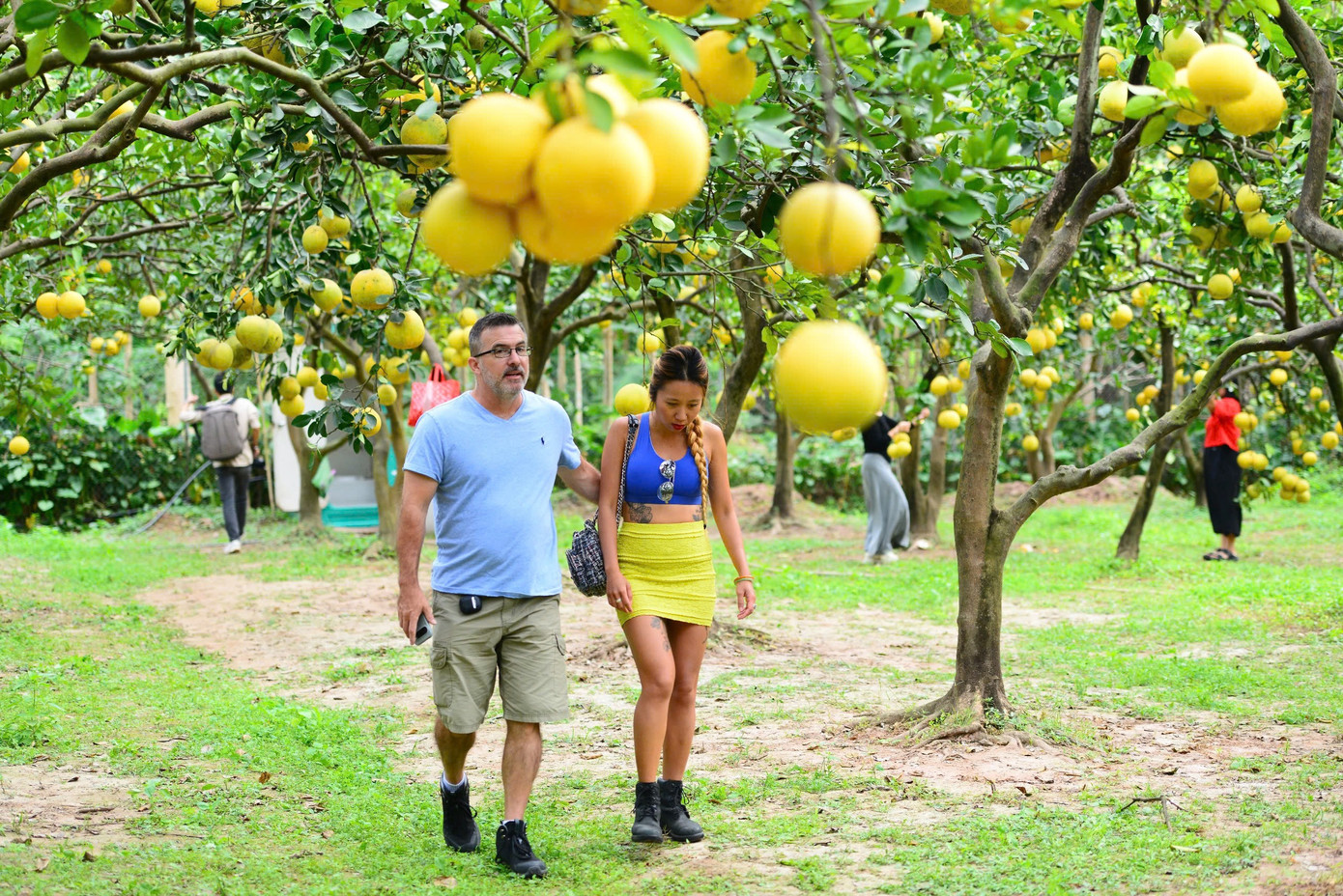 Vườn bưởi trĩu quả còn thu hút nhiều du khách nước ngoài tới tham quan ngày cuối tuần.